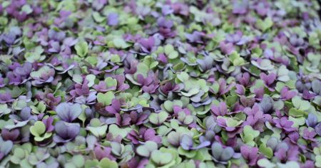 Edenton Farmers Market, Basic Hydroponics with Patrick Rose