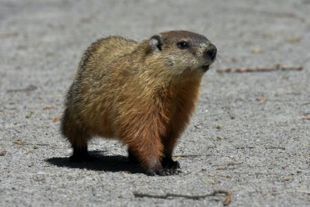 Edenton Events, Groundhog Job Shadow Day