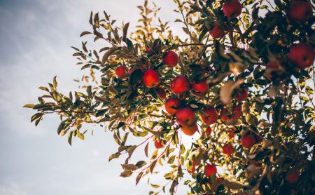 The Cotton Gin Inn Culinary, Cooking Class: Apples