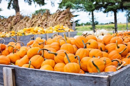 The Cotton Gin Inn Culinary, Cooking Class: Ghoulish Gourds
